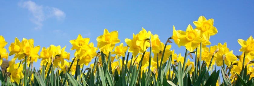 banner_371.jpg